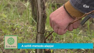 A szőlő metszés alapjai – Én kis kertem [upl. by Vogel]