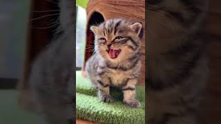 Tiger or Cat  shortvideo funny giaitri tiktok comedy tiger memes tigercomedy cat tigero [upl. by Aenaj]