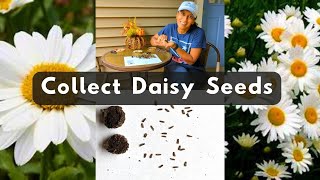 How To Collect Shasta Daisy Seeds 🌱 Harvest Store Save [upl. by Scotney]