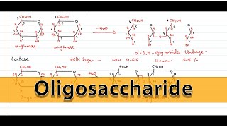 Oligosaccharides  Structure and Linkages  Carbohydrates  Biological molecules [upl. by Cott]