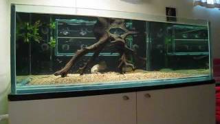 African Arowana and Flagtail  feeding time [upl. by Herwin84]