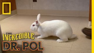 What’s Up Doc  The Incredible Dr Pol [upl. by Betteanne15]