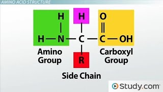 Introduction to Amino acids biochemistry [upl. by Adnoral]