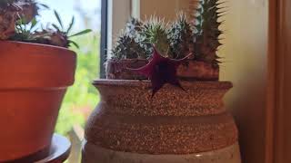 Huernia macrocarpa in bloom June 2024 [upl. by Shiverick]