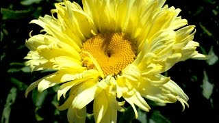 Best Perennials Leucanthemum Goldfinch Shasta Daisy [upl. by Sheya]