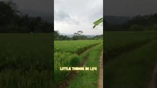 organic lifestyle cardio jogging nature [upl. by Yrebmik]