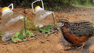 Awesome Quick Bird Trap Using Big Bottle  How To Make The Bottle Bird Trap Work 100 [upl. by Yenohtna]