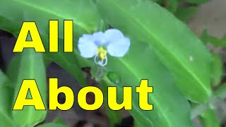 All About Spiderwort Dayflower Purple Heart Commelina Erecta Flower Garden Landscape Plant [upl. by Tammie]