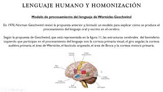 Psicología Fisiológica  Tema 6 Parte 3 [upl. by Cristal]