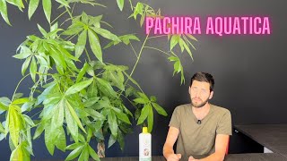 PACHIRA AQUATICA ecco come si coltiva la pianta dal fusto intrecciato [upl. by Jarlath369]