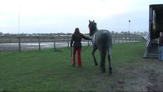 3 years old Italian Murgese stallion CARLETTO arrives in the Netherlands [upl. by Aisenet636]