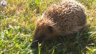 Visite dun hérisson dans le jardin [upl. by Orferd]