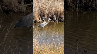 Great Blue Heron Fishing birds herons bird birdwatching shorebirds chincoteague [upl. by Sivam]