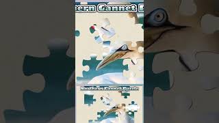 065 Northern Gannet Animal Jigsaw Puzzle [upl. by Lucine280]