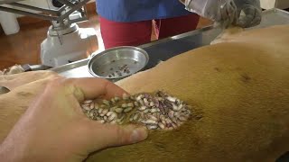 Help Dog Remove maggot from dog skin 66 [upl. by Phillane]