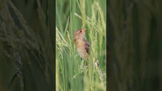 Baby Baya Weaver tries to eat rice grains [upl. by Haldes]