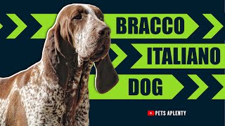 The Bracco Italiano Is A Beautiful And Noble Breed Of Dog [upl. by Anaeco]