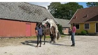 Horse Video In Village Punjab 2024 [upl. by Nogam]