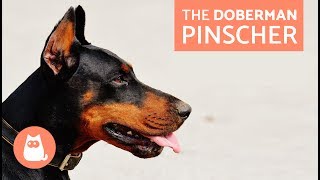 All About the Doberman Pinscher  Traits and Training [upl. by Eslehc]