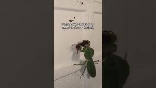 Mantis vs Wasp [upl. by Damas]