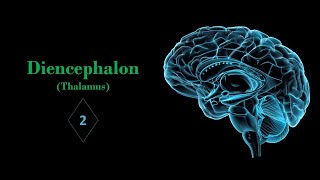 Thalamus Part02 Prof Ashfaqur Rahman [upl. by Aevin]