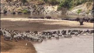 Wildebeest Crossing Mara River Masai Mara Wildebeest Migration Masai Mara River masaimara kenya [upl. by Iramo]