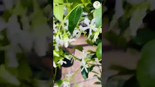 Star Jasmine Fragrant Blooms for Your Garden [upl. by Zetrac584]