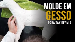 Confecção de molde em Gesso para Taxidermia Artística [upl. by Bez]