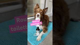 Routine toilettage berger australien et border collie  Entretien 🐶 [upl. by Gardiner]