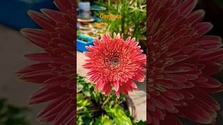 Gerbera flowers gerbera gardening [upl. by Sublett]