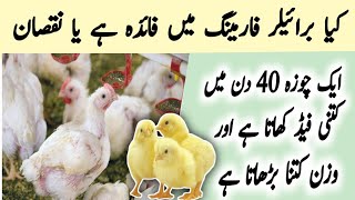 Broiler Feed Calculation  Feed of Broiler in 40 Days  Feeding Schedule of Broilers chicks [upl. by Anyaj]