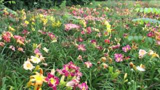 Robertas 10pc Select 300 Series Flower Power Daylilies with Jill Bauer [upl. by Scotti915]