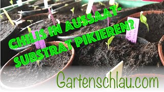 Chilis in Aussaat Erde pikieren geht das  Gartenschlaucom [upl. by Olshausen]