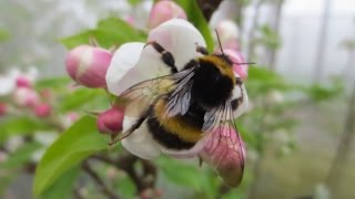 Bumblebee Exposure To Neonic Pesticides Can Lead To Poorer Crops [upl. by Wilkie66]