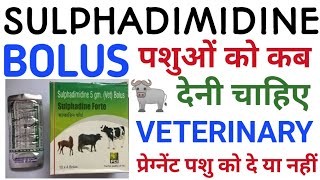 Veterinary MedicineSulphadimidine Bolus Uses CowSulphadimidine Bolus DoseEffectVetBolus Cattle [upl. by Ailaza909]