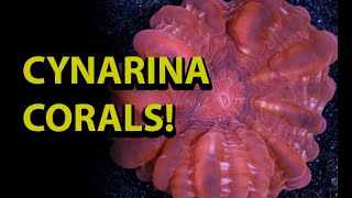 Cynarina Ccoral \\ How To Care For One The Coolest amp Unusual LPS Corals [upl. by Hersh]