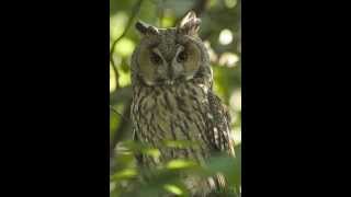 Asio otus Longeared owl 9 Terrified call [upl. by Graehl]