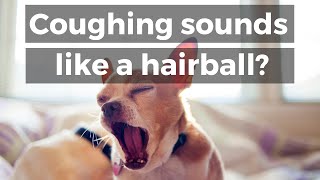 Dog Coughing Sounds Like a Hairball Do This [upl. by Langley]