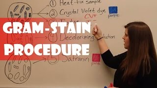 Gram Stain Procedure [upl. by Warner390]