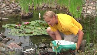 Replanting Water Lilies [upl. by Gretal]