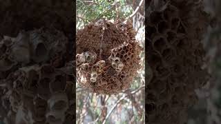 A wasp nest on the cypress tree [upl. by Delphinia284]