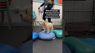 Canine kinesiotape and therapeutic exercise for postop femoral head ostectomy FHO [upl. by Trebbor]