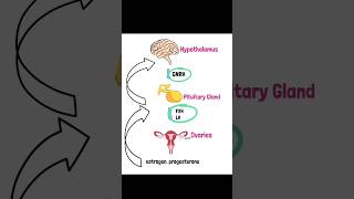 The hypothalamic pituitary ovarian axis medicaleducation mrcgpakt generalpractitioner [upl. by Egni338]