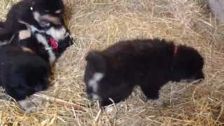 Våra Tibetansk mastiff valpar leker i stallet [upl. by Nichole]