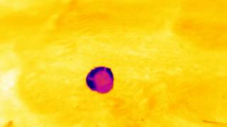 Thermal video of a dung beetle rolling on hot soil [upl. by Nac]