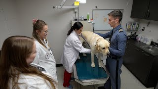 Virginia Tech Corps of Cadets mascot Growley III gets his checkup [upl. by Ketchan96]