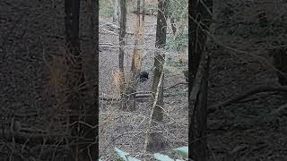 Wild hog eating acorns on public land publiclandhunting bigfoot hogs outdoors hunting piggy [upl. by Enomaj849]