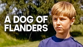 A Dog of Flanders  Emotional Family Film [upl. by Freeman]