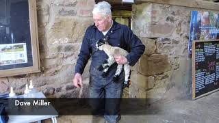 Bowland Lambing Cobble Hey Farm [upl. by Rein]