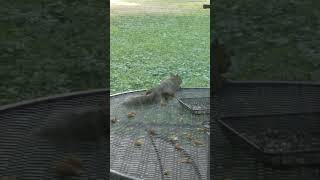 squirrel laying flat on a table [upl. by Anigger]